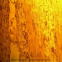 Cassia fistula L.